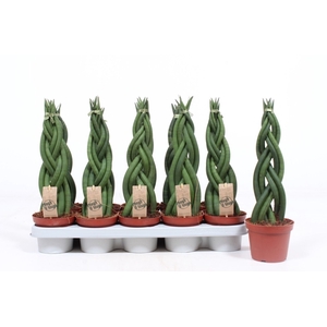 Sansevieria Cylindrica