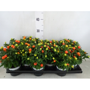 Solanum pseudocapsicum