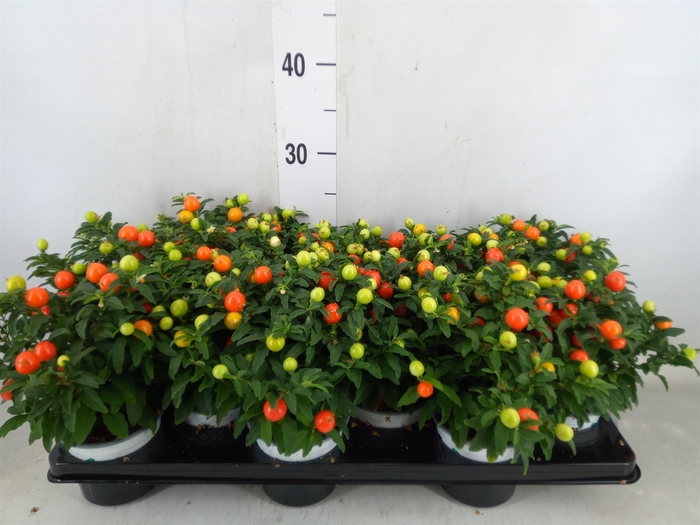 <h4>Solanum pseudocapsicum</h4>