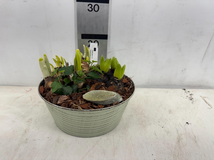 <h4>ARR BOL KNOLGEWAS</h4>