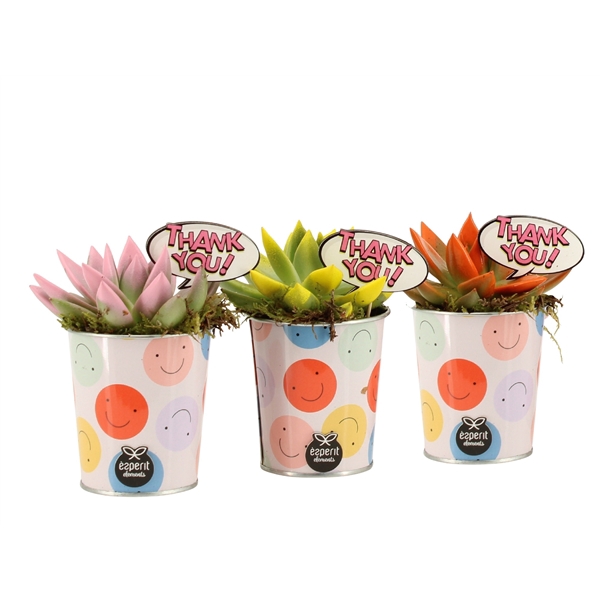 Arrangementen kamerplanten 6%