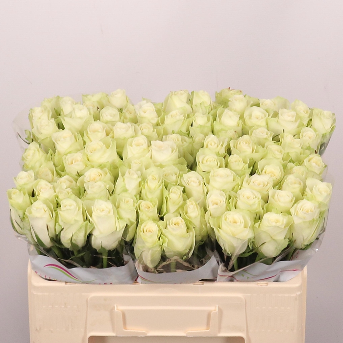 <h4>R GR ATHENA</h4>