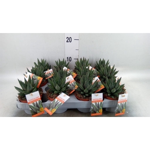 Haworthia   ...