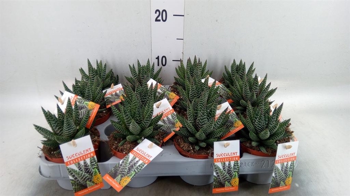 <h4>Haworthia   ...</h4>