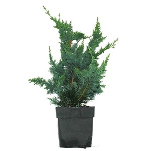 Chamaecyparis lawsoniana 'Wisselii' P17