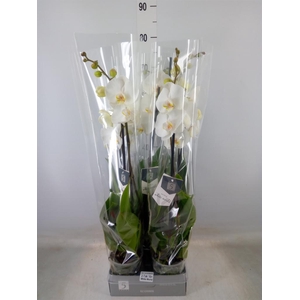 Phalaenopsis  'White World'