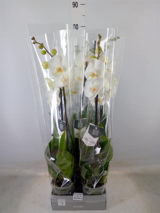 <h4>Phalaenopsis  'White World'</h4>