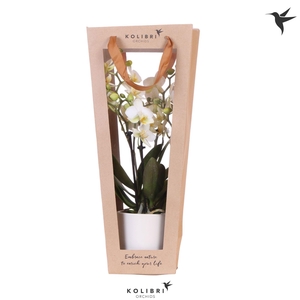Kolibri Orchids Phalaenopsis mix 2 spike in Bowl pot white with giftbag