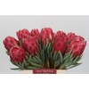 Protea Venus