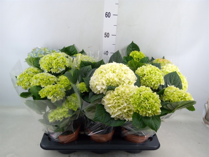 <h4>Hydrangea mac.   ...mix</h4>