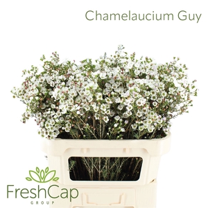 Chamelaucium Guy