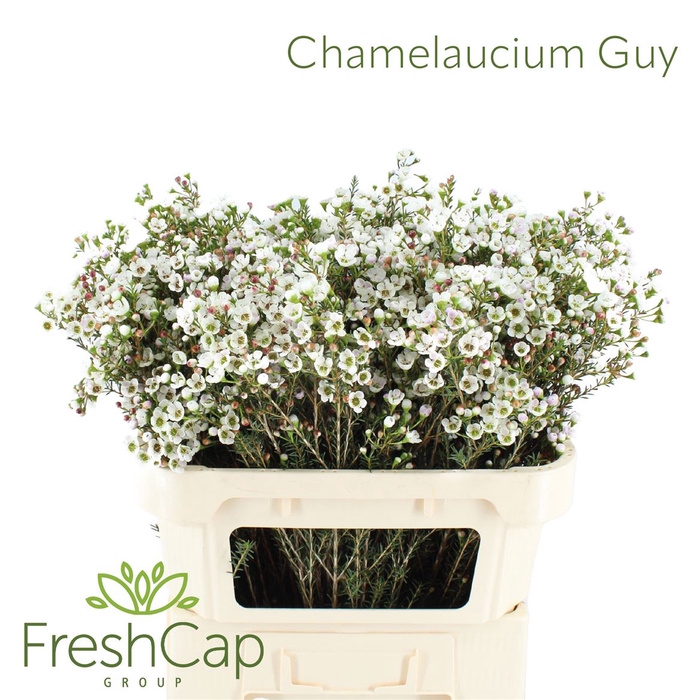 <h4>Chamelaucium Guy</h4>