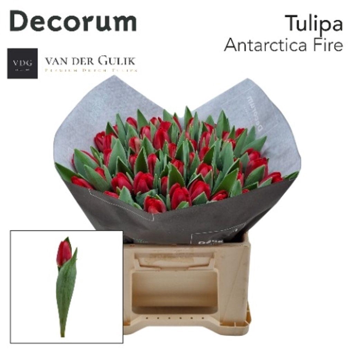 <h4>Tulipa si antarctica fire</h4>