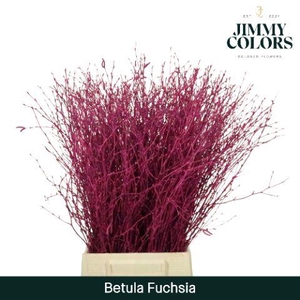 Betula L60 Fuchsia