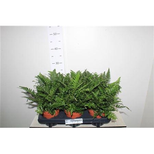 Polystichum Tsussime