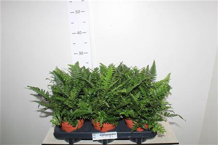 <h4>Polystichum Tsussime</h4>
