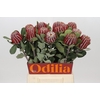 Banksia Coccinea