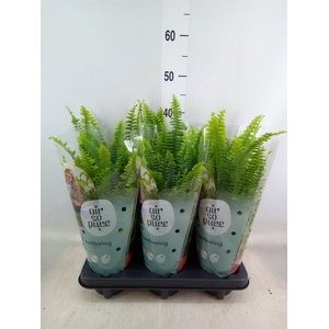 Nephrolepis exal. 'Green Lady'