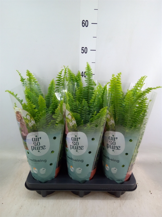 <h4>Nephrolepis exal. 'Green Lady'</h4>