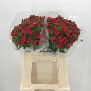 DI. BARB ALDO RED