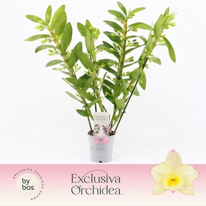 Dendrobium Nobilé, Tweety 4-spike 'Exclusiva Orchidea'