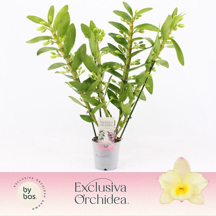 <h4>Dendrobium Nobilé, Tweety 4-spike 'Exclusiva Orchidea'</h4>