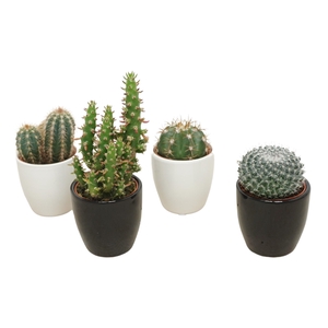 Cactus mix 5,5 cm in pot 2 rij wit en 2 zwart