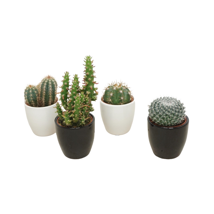 <h4>Cactus mix 5,5 cm in pot 2 rij wit en 2 zwart</h4>