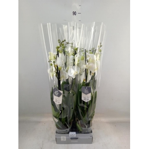 Phalaenopsis  'Ant Nottingham'