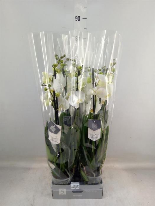 <h4>Phalaenopsis  'Ant Nottingham'</h4>