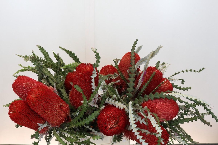 <h4>Banksia Speciosa Red</h4>