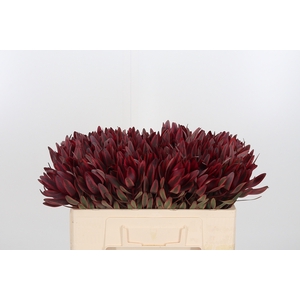 Leucadendron Jester
