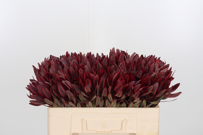 <h4>Leucadendron Jester</h4>