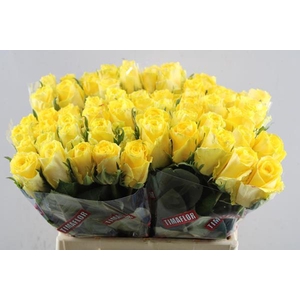 R Gr Good Times L 40