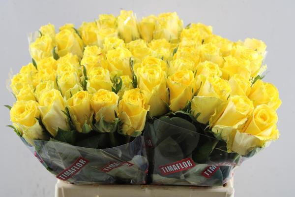 <h4>R Gr Good Times L 40</h4>