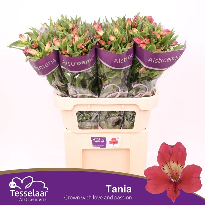 <h4>Alstroemeria Tania</h4>
