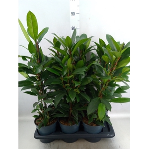 Ficus cyathistipula 'Compacta'