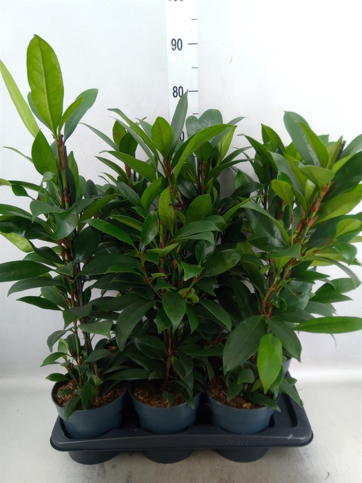 <h4>Ficus cyathistipula 'Compacta'</h4>