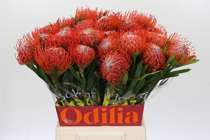 <h4>Nutans Tango</h4>