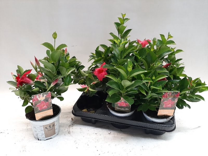 <h4>Mandevilla Sun Pink (Bush)</h4>