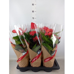 Anthurium andr. 'Red Bull'