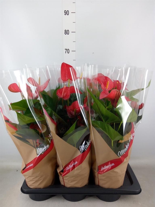 <h4>Anthurium andr. 'Red Bull'</h4>