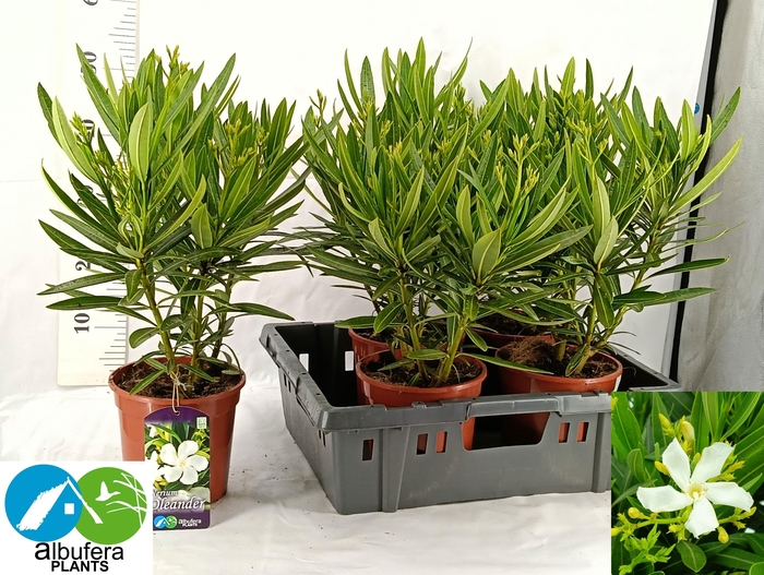 <h4>NERI OLEANDER</h4>