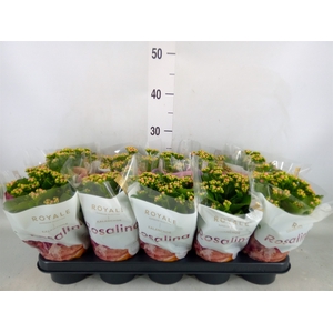 Kalanchoe blos. 'RosDon Nando'