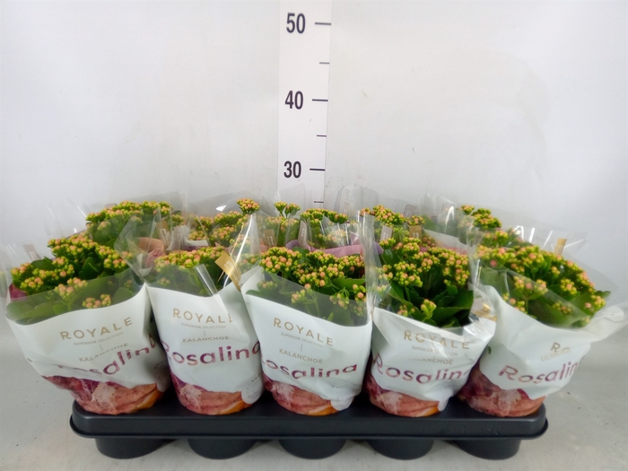 <h4>Kalanchoe blos. 'RosDon Nando'</h4>