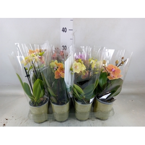 Phalaenopsis   ...mix