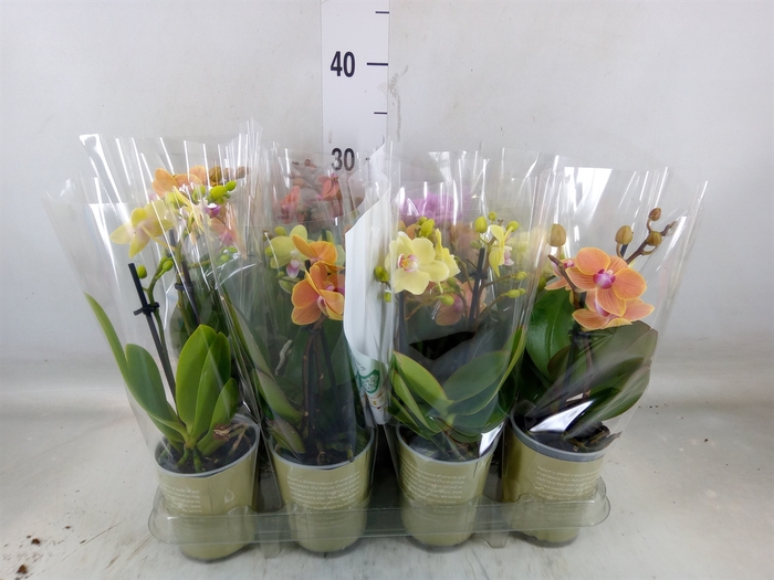<h4>Phalaenopsis   ...mix</h4>