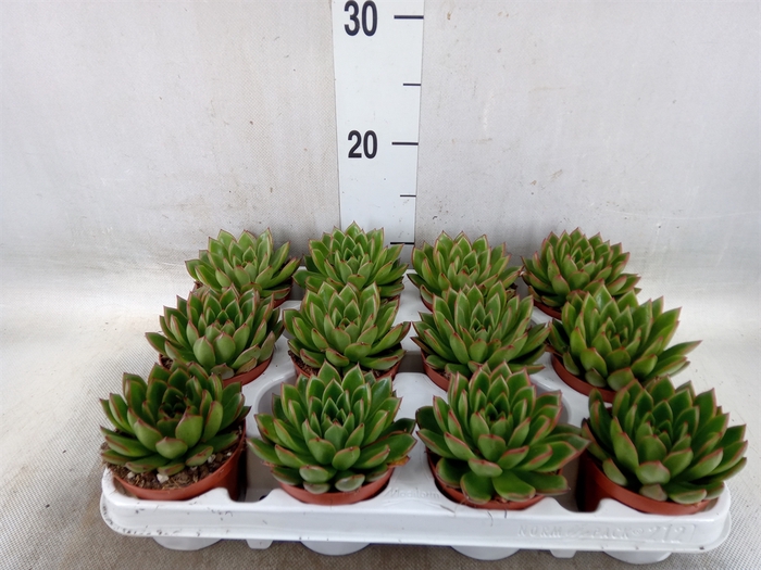 <h4>Echeveria agavoides</h4>