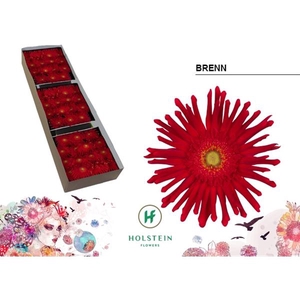 Ge Gr Pasta Brenn Box Holstein