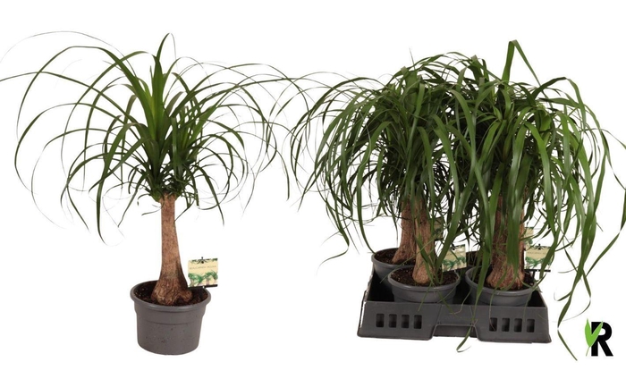 <h4>BEAUCARNEA RECUR</h4>